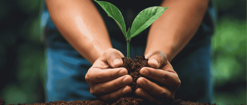 Cupped hands holding a young seedling in soil, a picture of long-term growth from staying invested