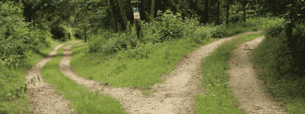 A dirt path splitting in two through a green forest, like the choice between a will and a trust
