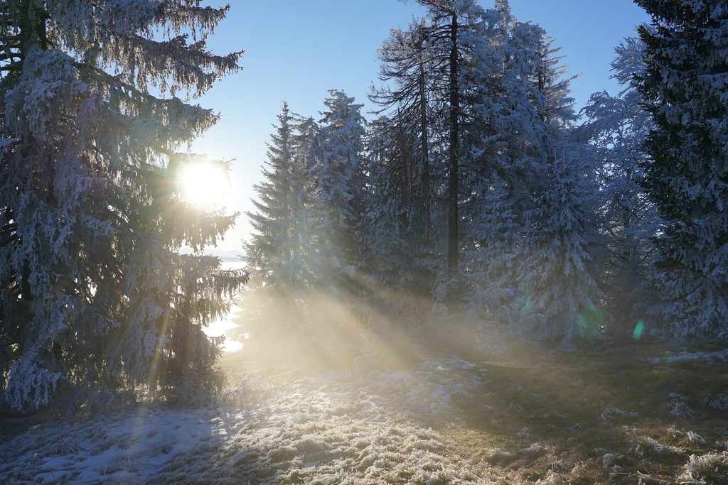 Sunlight breaking through a snowy forest, a reminder that markets often move higher amid doubt