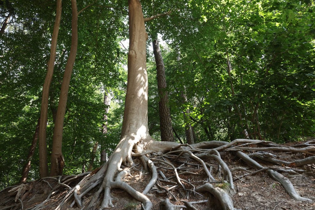 Tree with deep, spreading roots, a metaphor for staying rooted in a long-term plan during market volatility